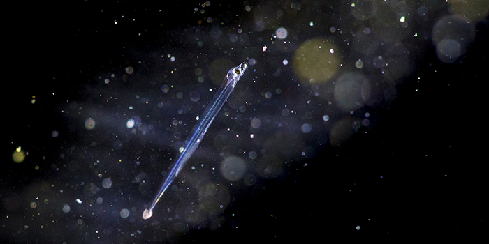 Ålelarve af Sune Riis Sørensen